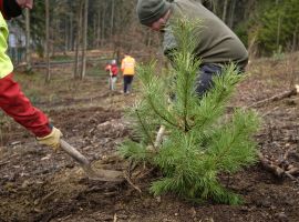 Vieilles-Forges : 500 nouveaux plants mis en terre