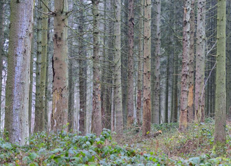 Les élus départementaux s'opposent au projet de création d’une forêt primaire dans les Ardennes