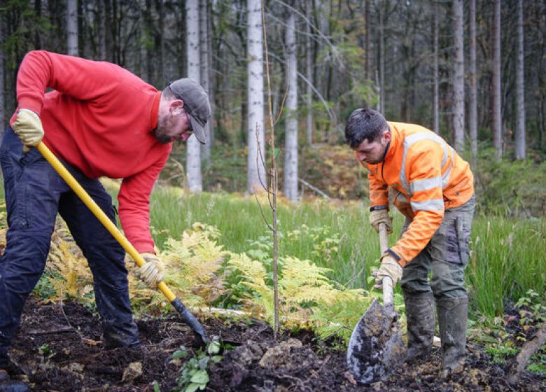 Une nouvelle opération pour reboiser la forêt des Vieilles-Forges